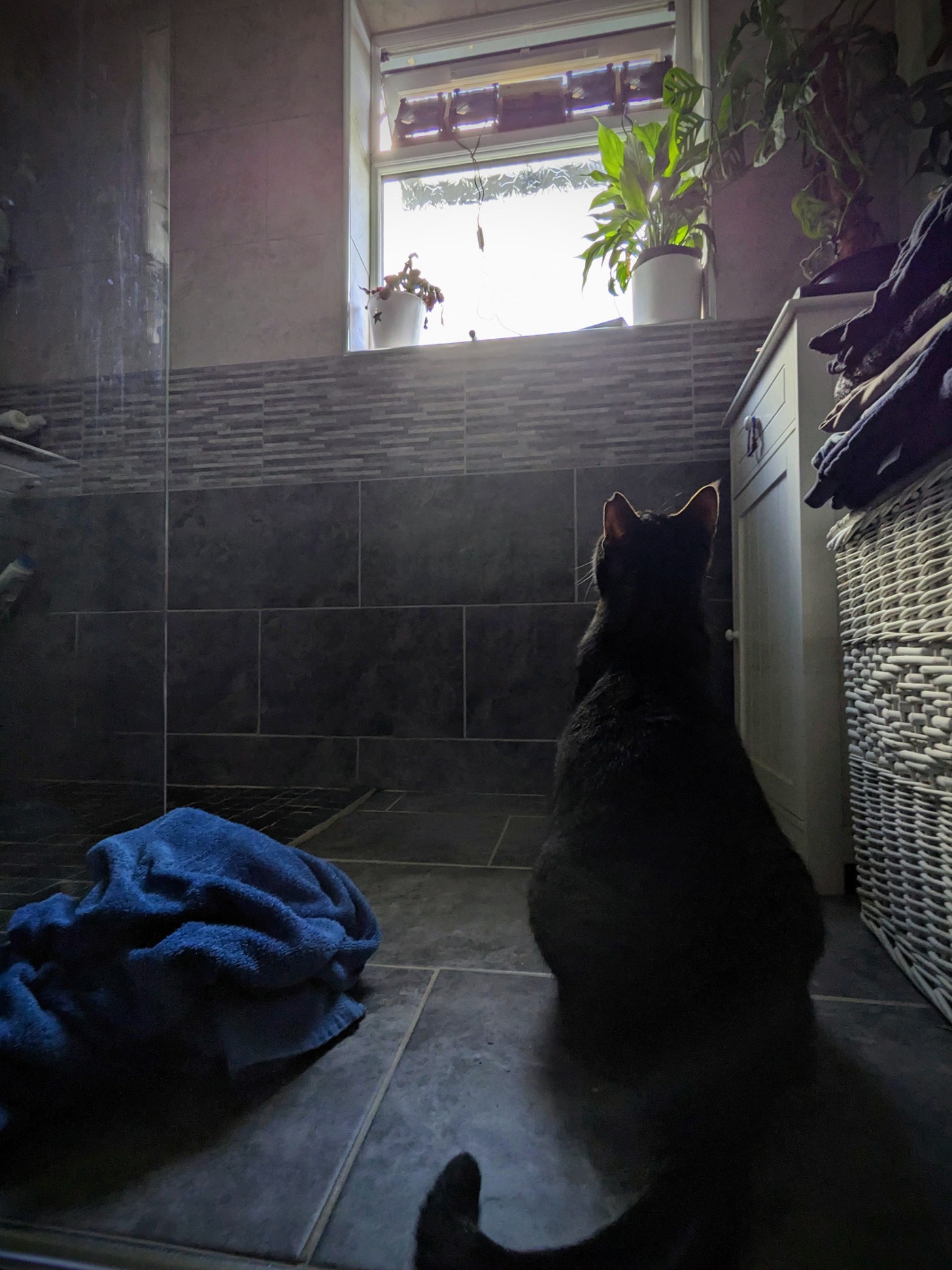 Dexter looking at the window fan