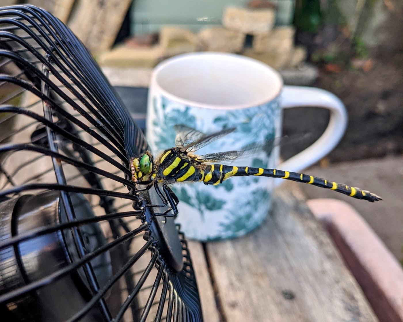 Bug on a fan