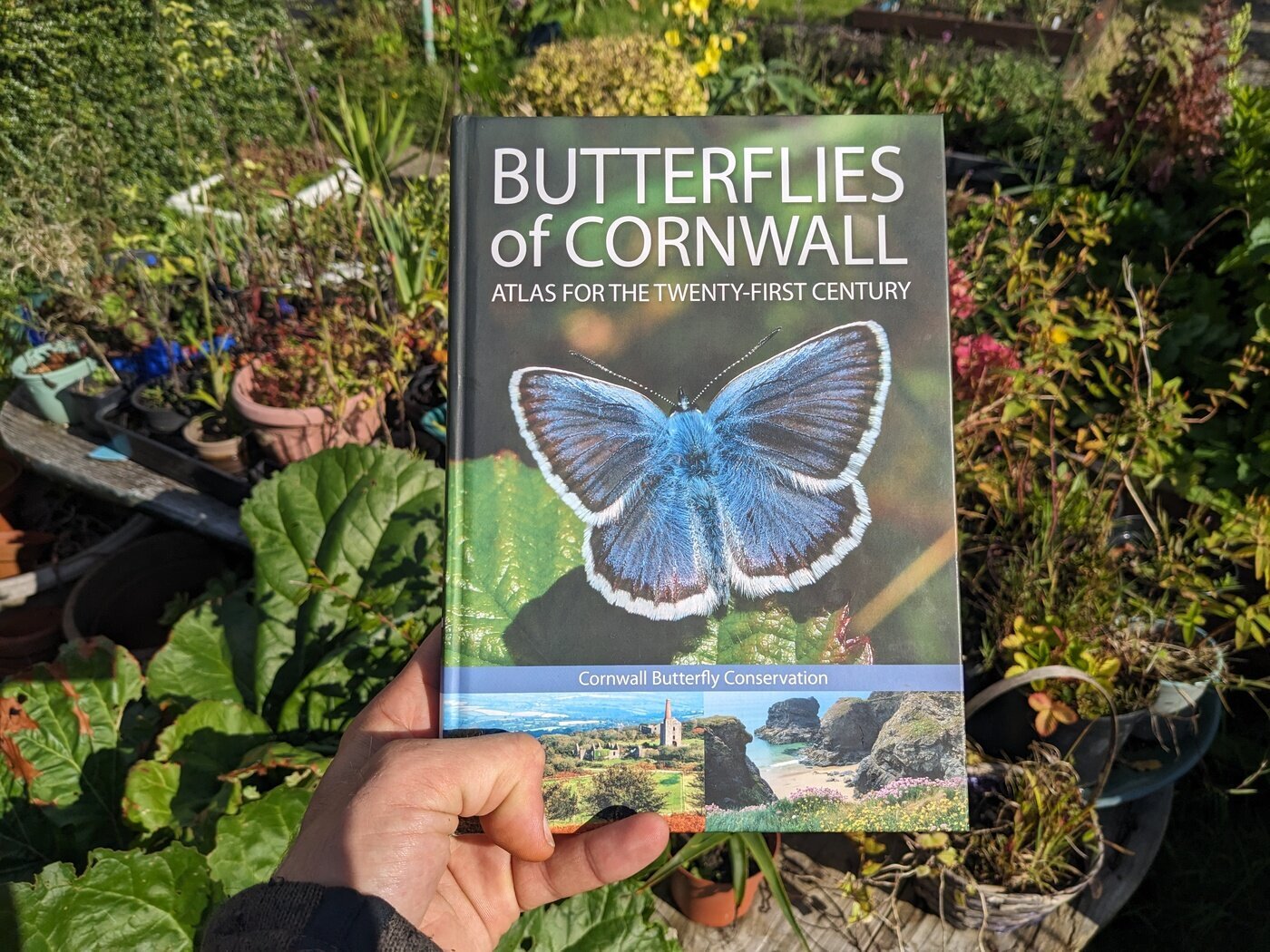 Lots of butterflies with us today