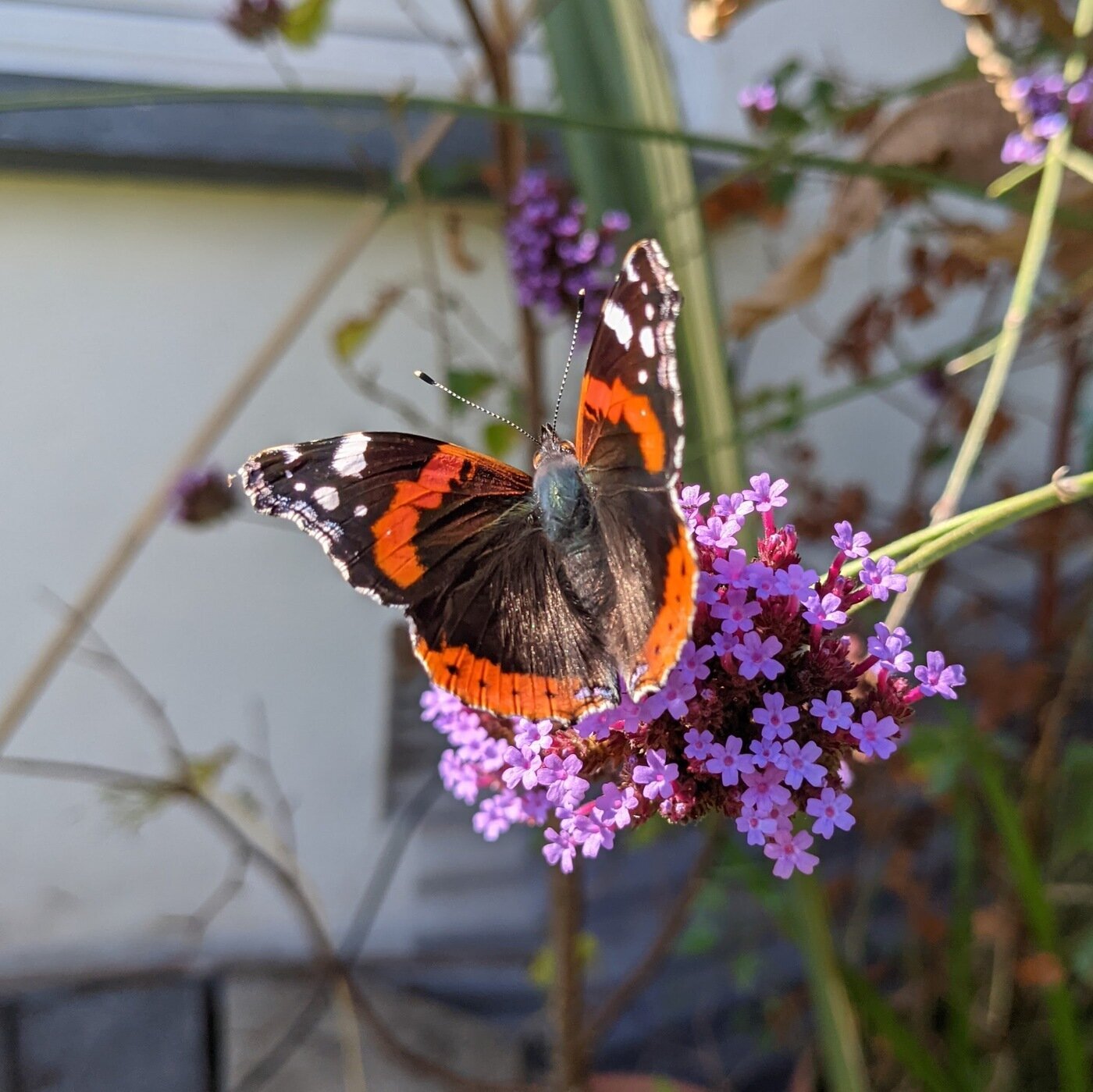 Butterfly on a flower