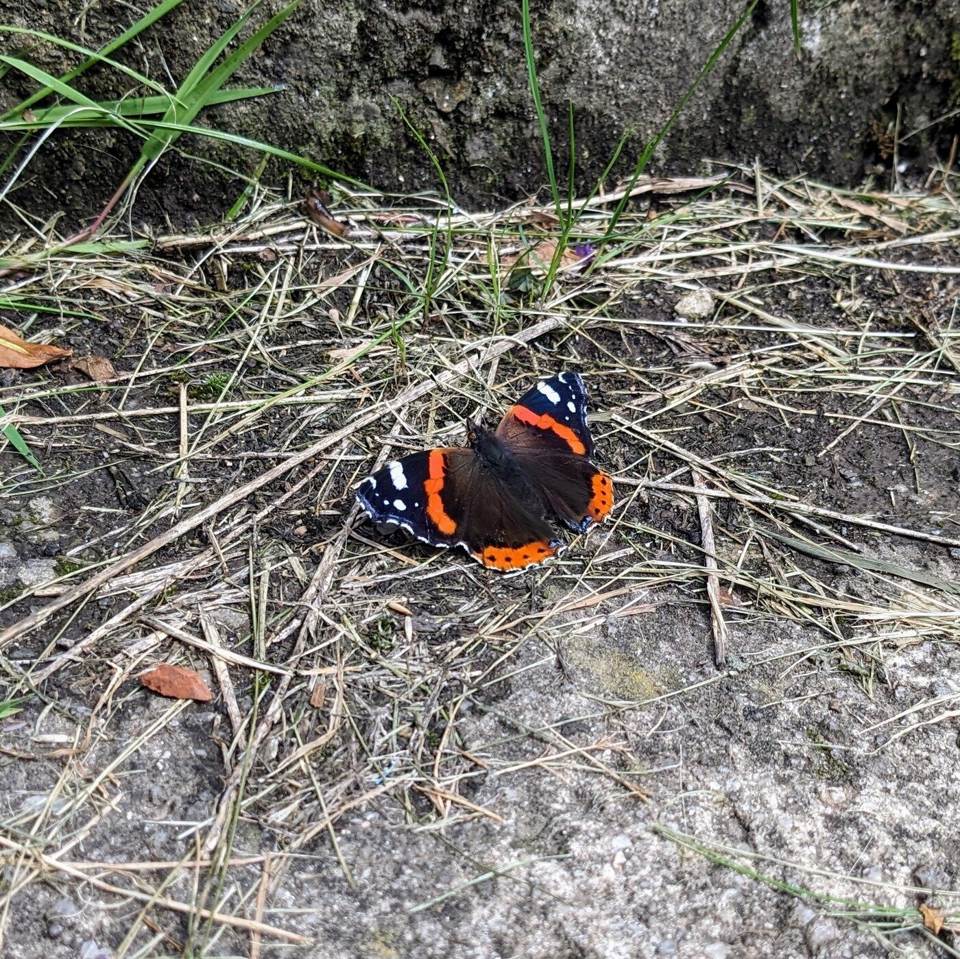 Butterfly on the path