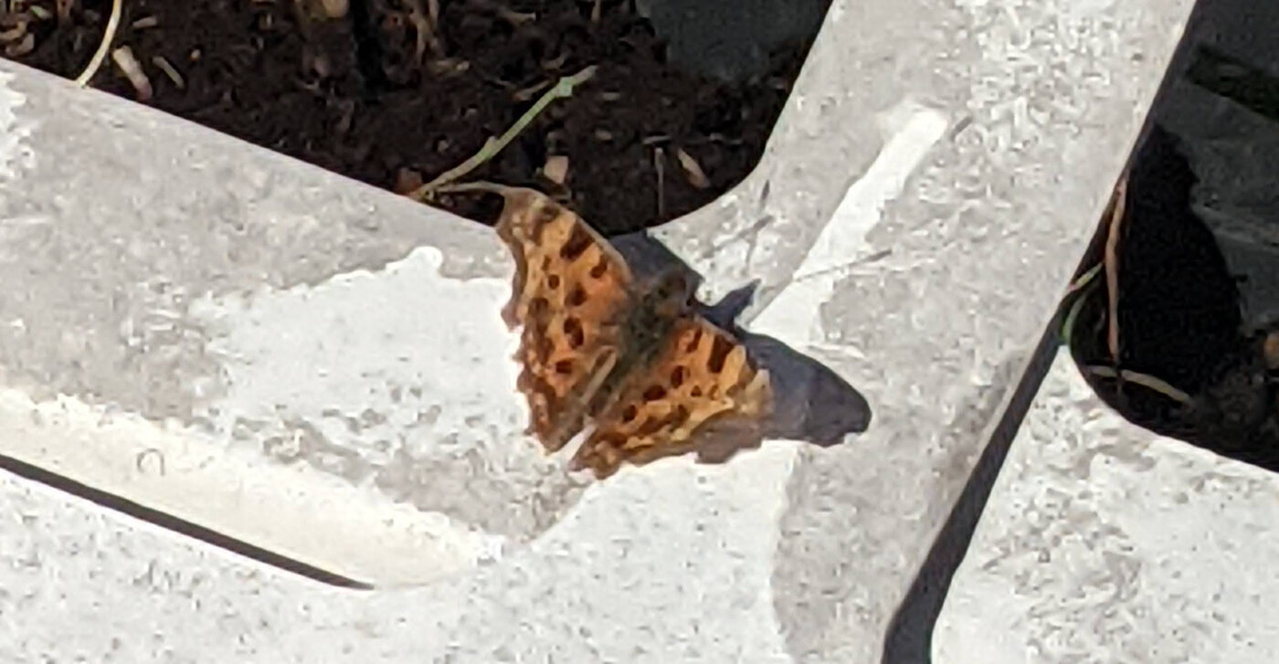 Butterfly on a sun lounger