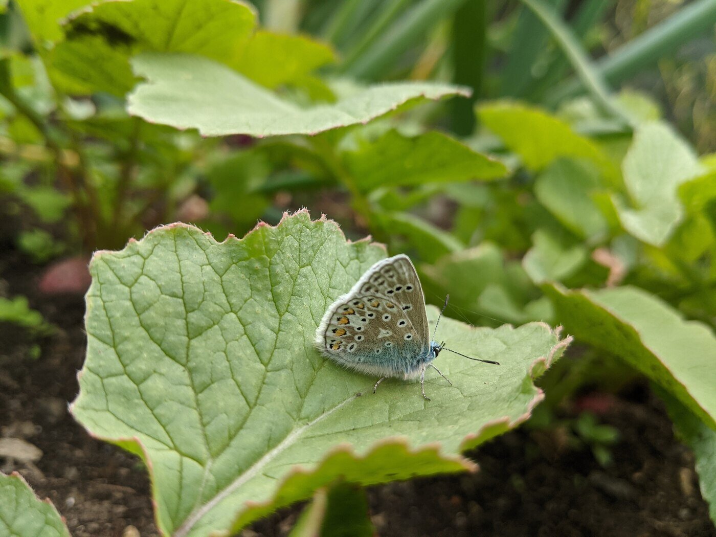 Butterfly on the veg