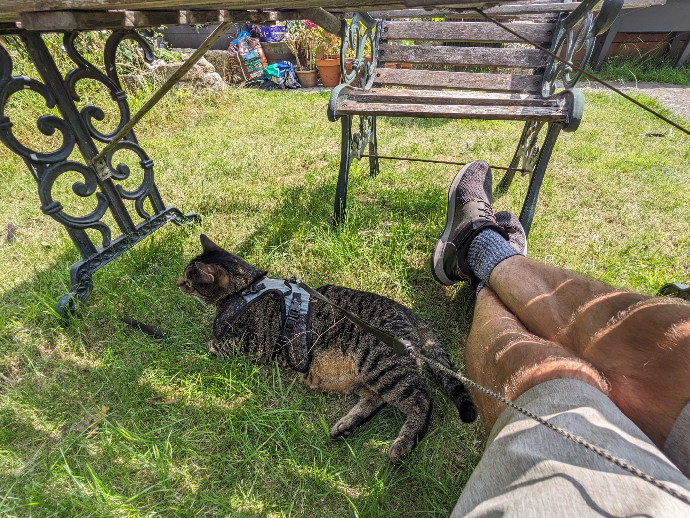 Dexter lying in the shade on the grass