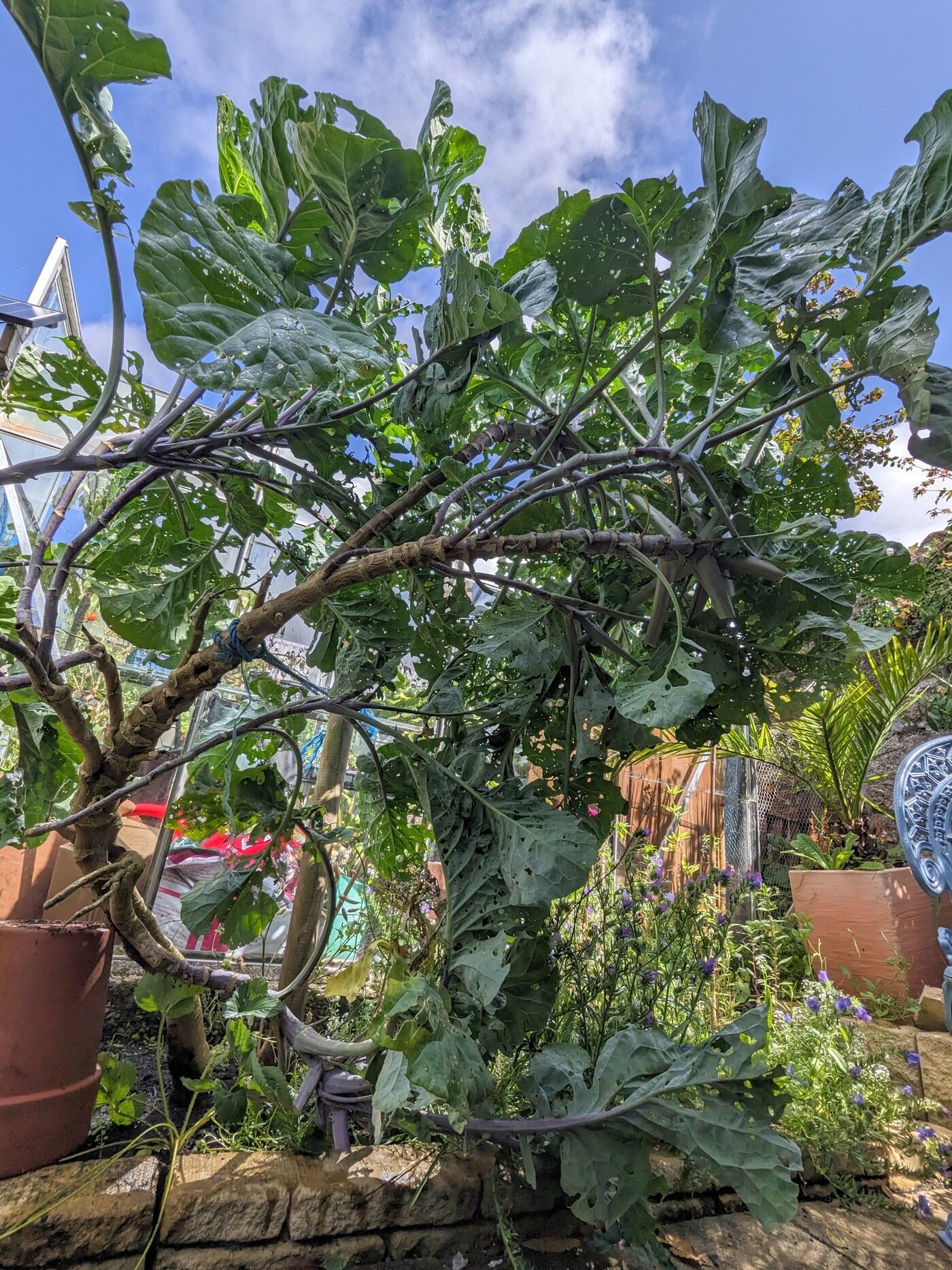 Giant Kale