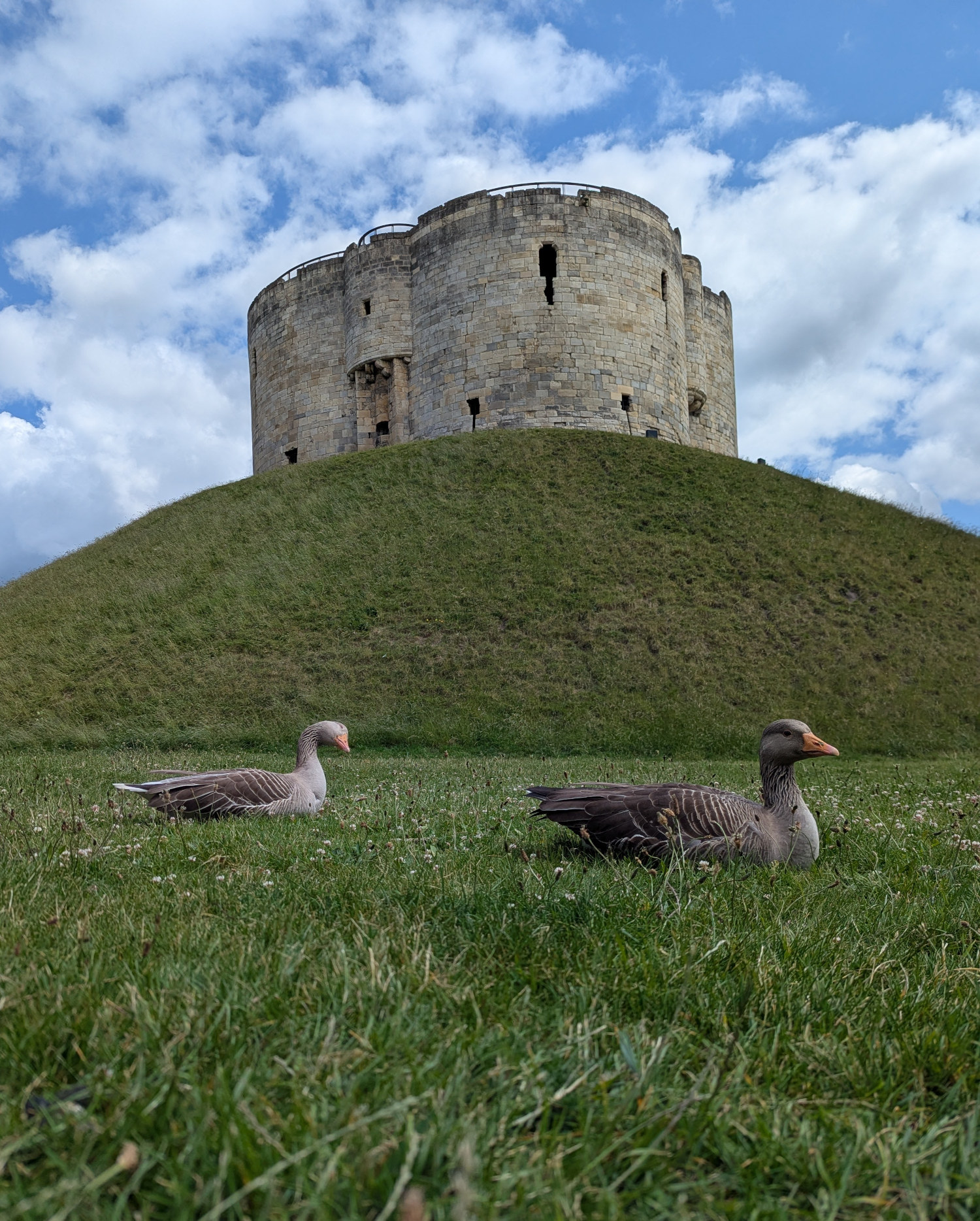 Geese before an attack