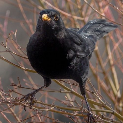 Blackbird
