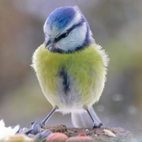 Blue Tit