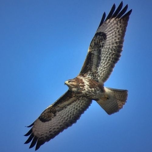 Buzzard