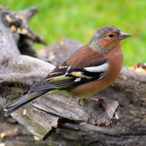Chaffinch