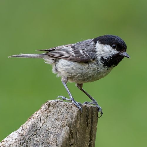Coal Tit