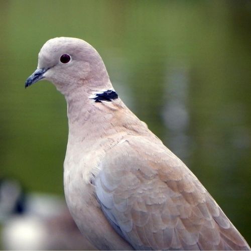 Collared Dove