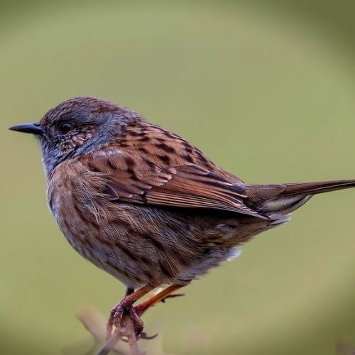 Dunnock