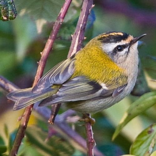 Firecrest