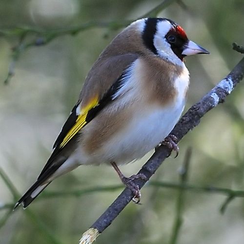 Goldfinch