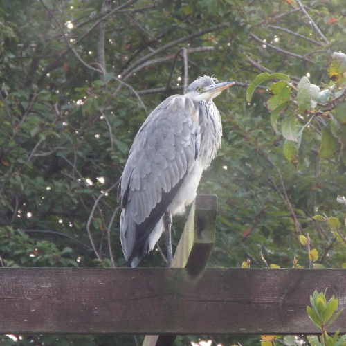 Gray Heron