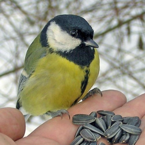 Great Tit
