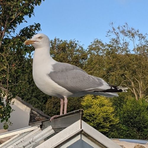 Herring Gull