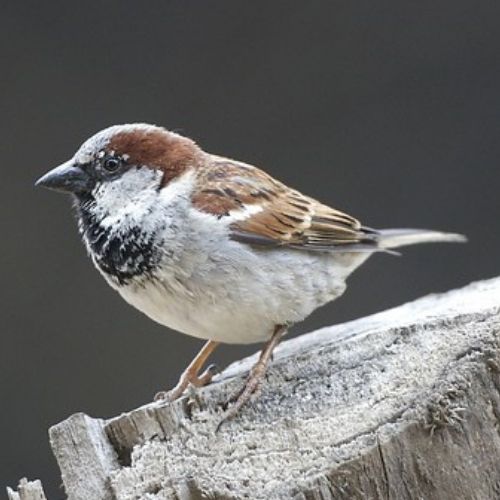 House Sparrow