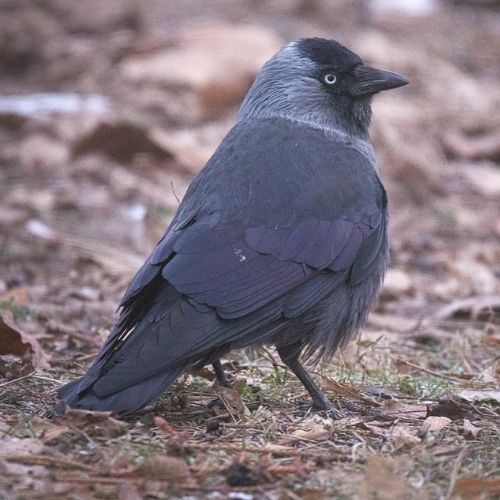 Jackdaw
