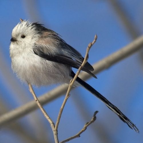 Long Tailed Tit