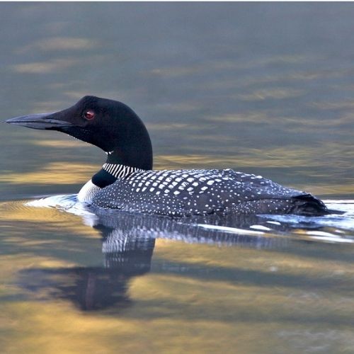Loon