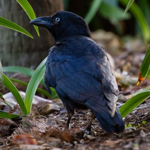 Raven