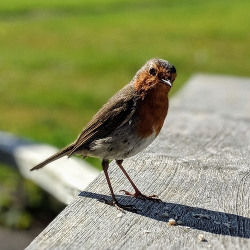 Robin