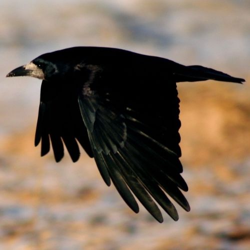 Rook