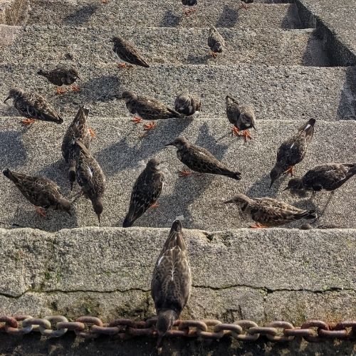 Ruddy Turnstone