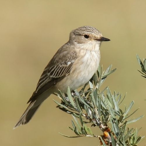 Spotted Flycatcher
