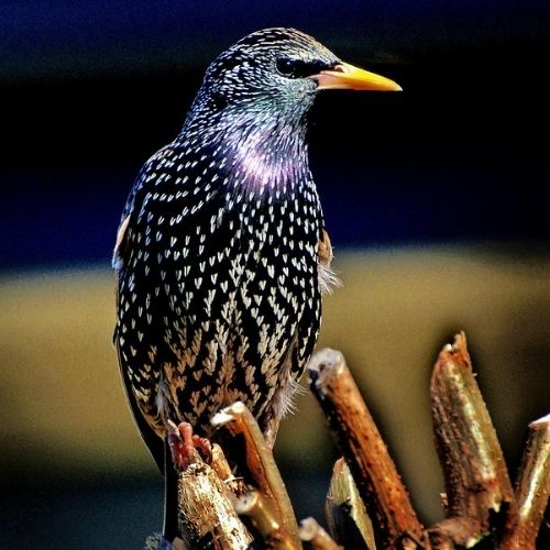 Starling