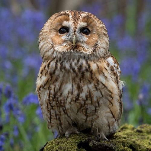 Tawny Owl