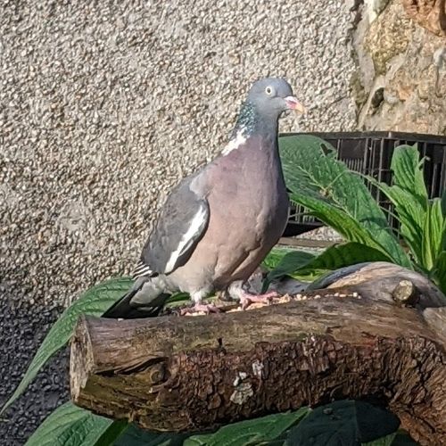 Wood Pigeon