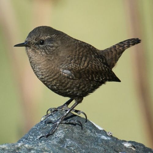 Wren